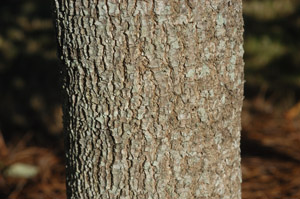 Ogeechee Lime, Ogeechee Tupelo bark